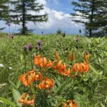 Thumbnail of post image 047